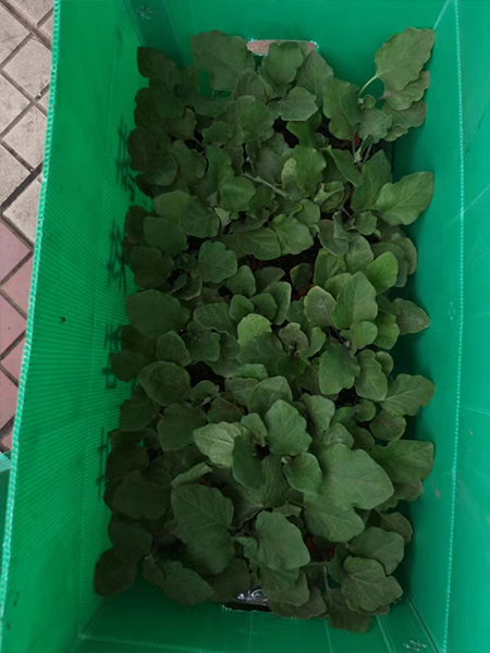 中空板周轉(zhuǎn)箱種苗行業(yè)應用